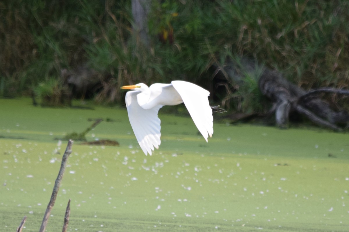 Great Egret - ML620768687