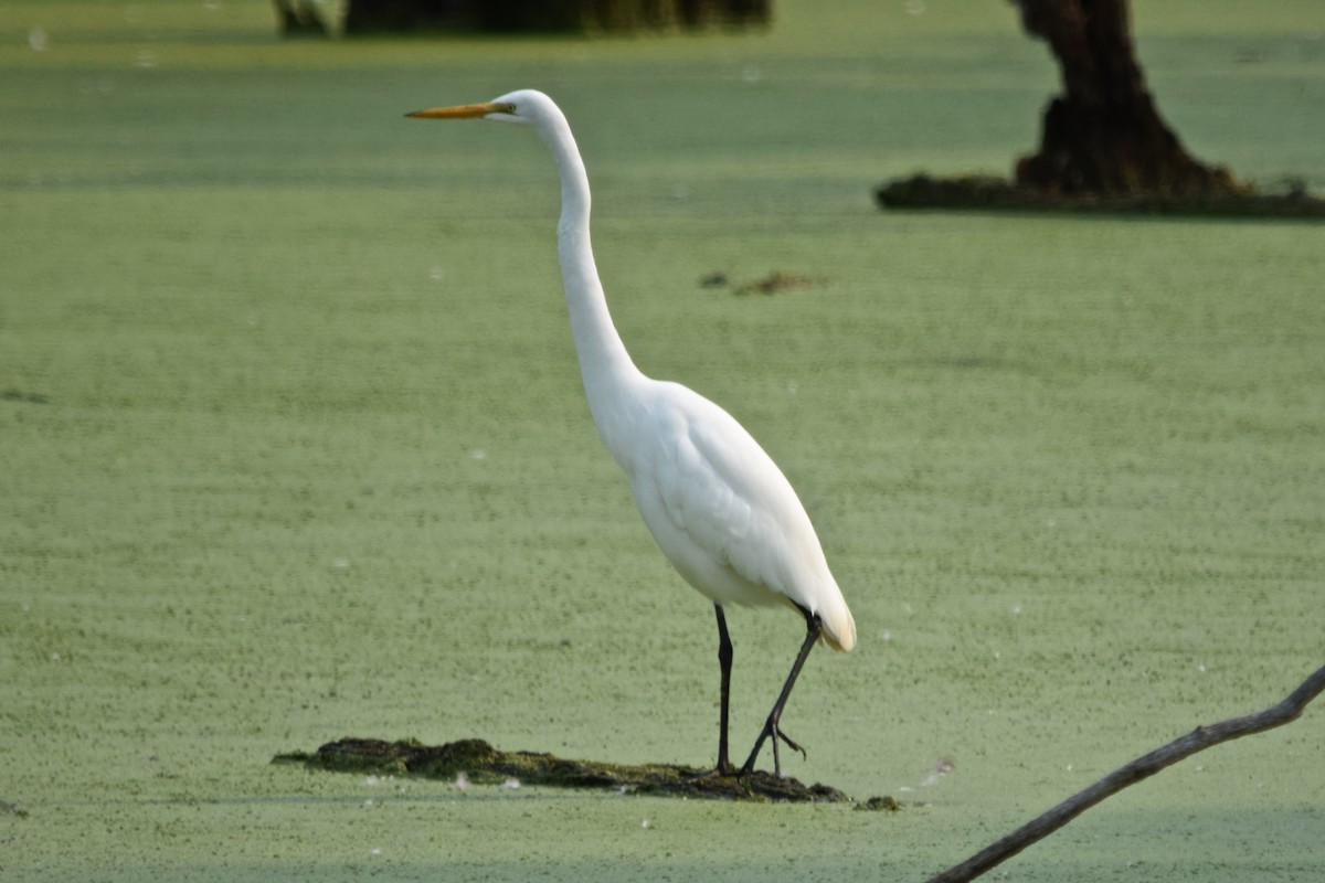 Great Egret - ML620768688