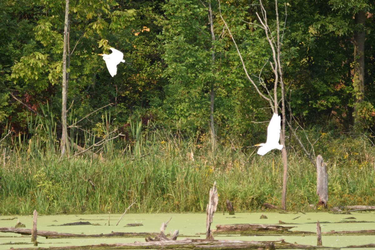 Great Egret - ML620768689