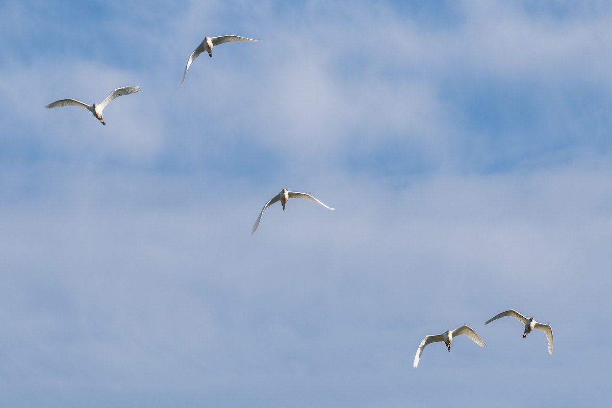 Western Cattle Egret - ML620768690