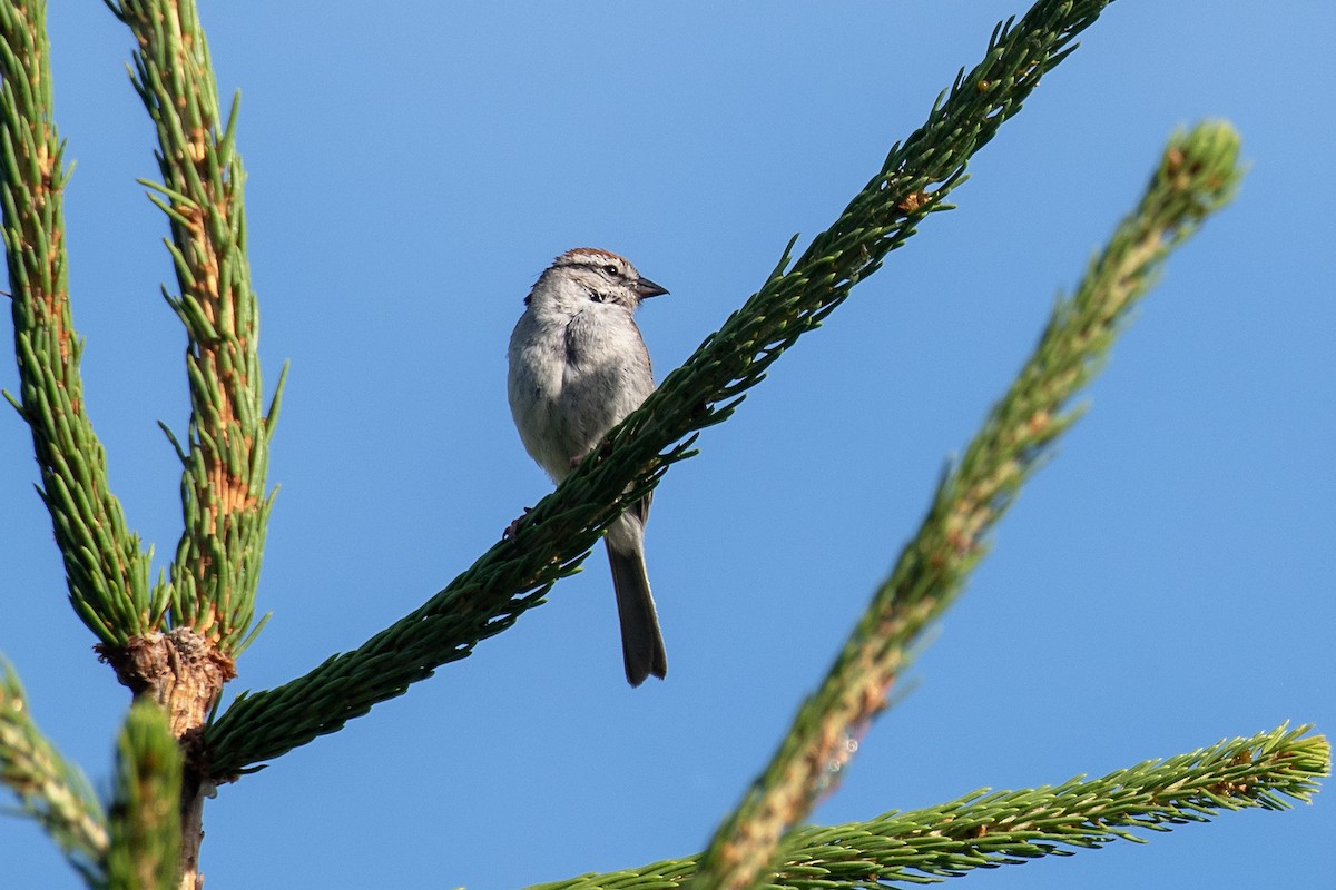 Chipping Sparrow - ML620768693