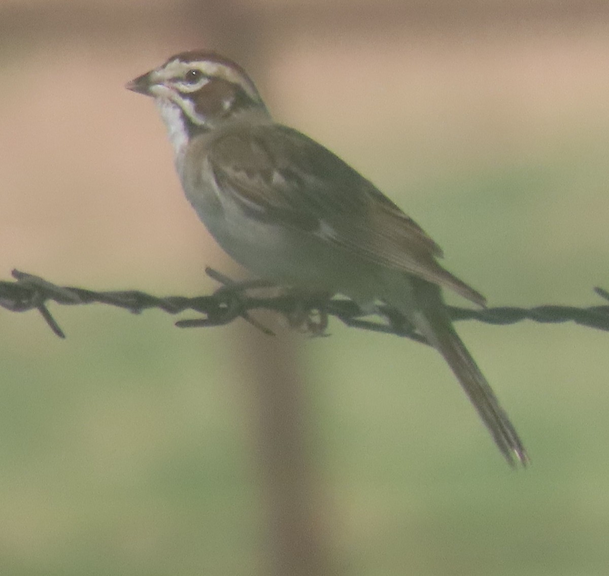 Lark Sparrow - ML620768695