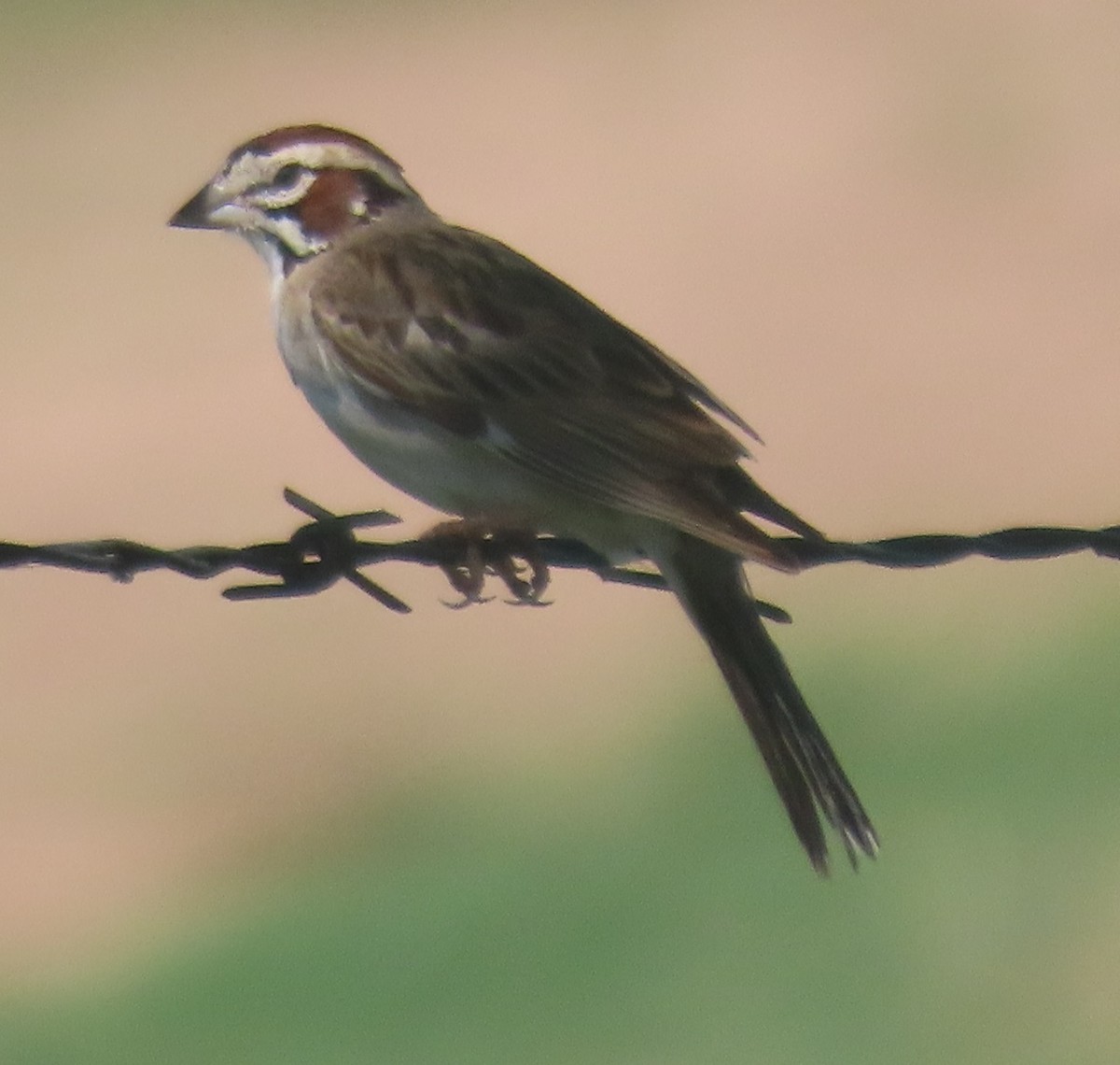 Lark Sparrow - ML620768696