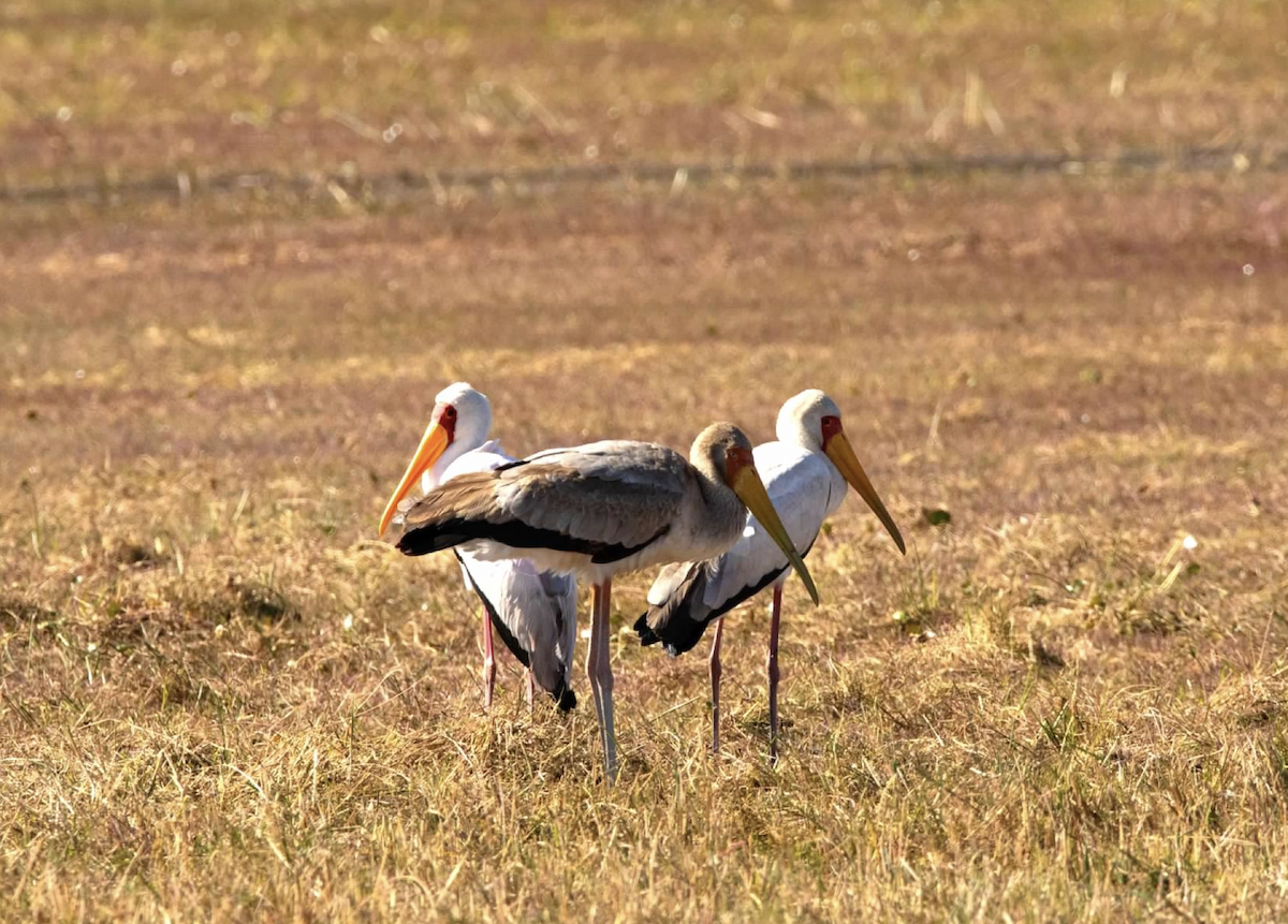 Saddle-billed Stork - ML620768705