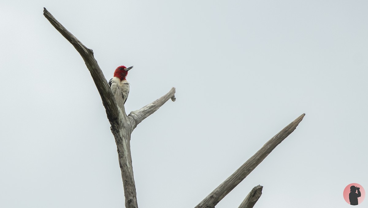 Red-headed Woodpecker - ML620768713