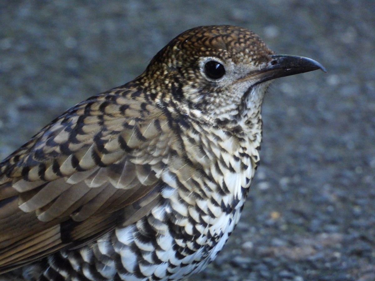 Bassian Thrush - ML620768714