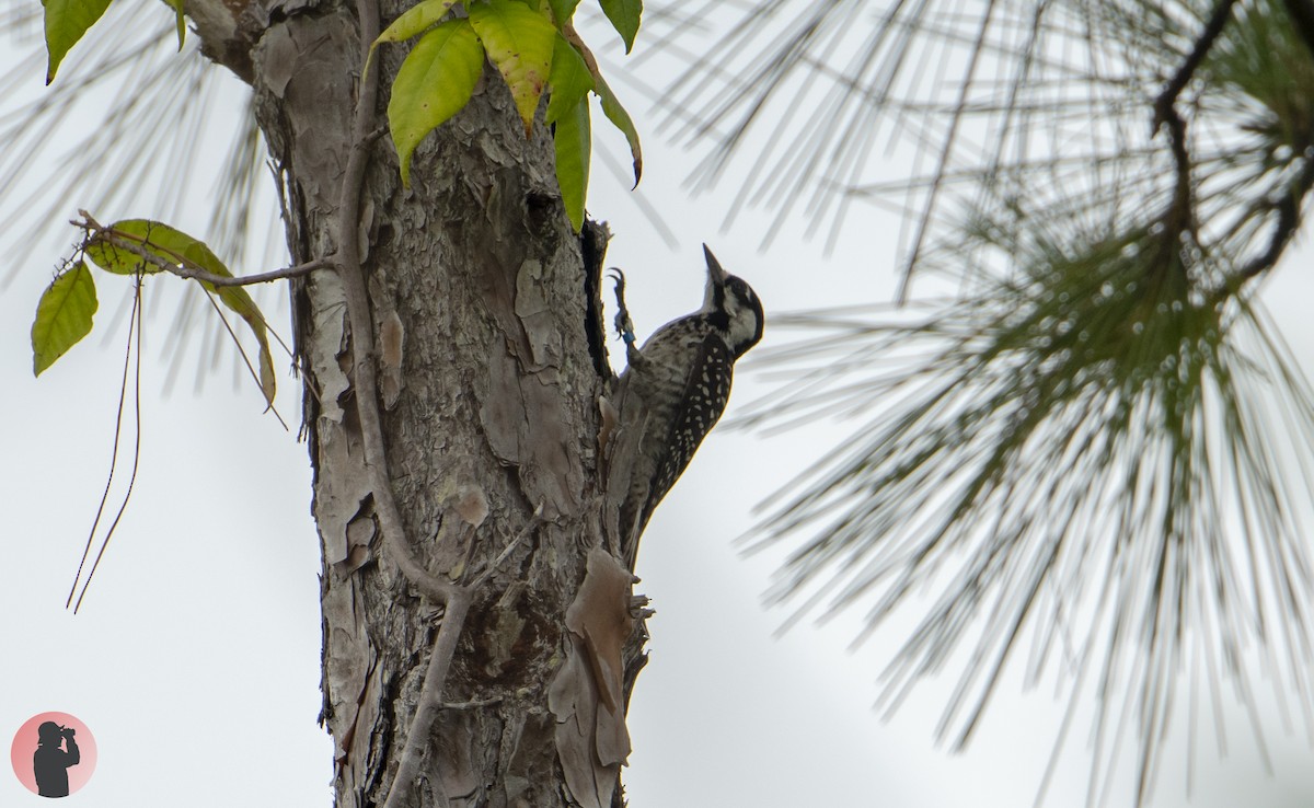 Red-cockaded Woodpecker - ML620768716