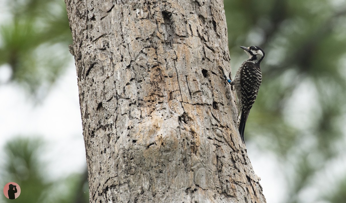 Red-cockaded Woodpecker - ML620768717