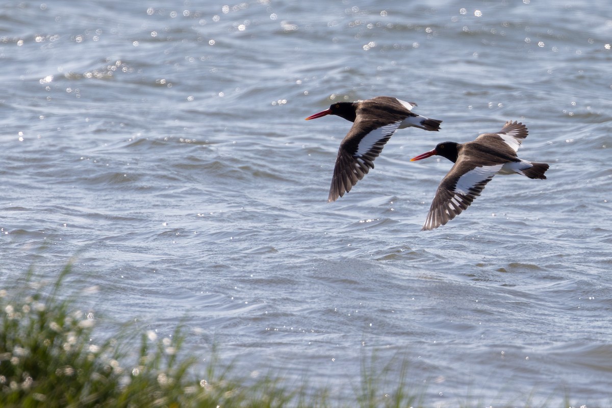 American Oystercatcher - ML620768718