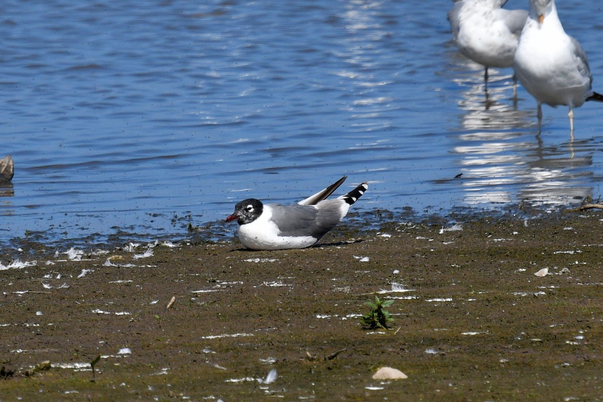 Franklin's Gull - ML620768719