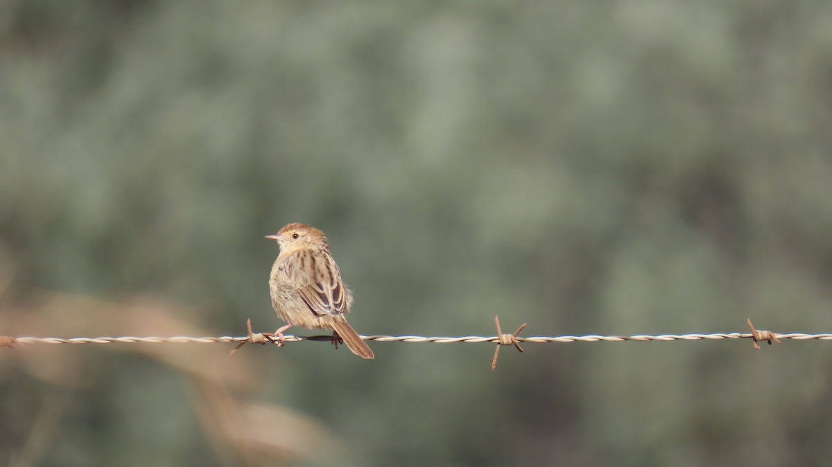 Wailing Cisticola (Wailing) - ML620768720