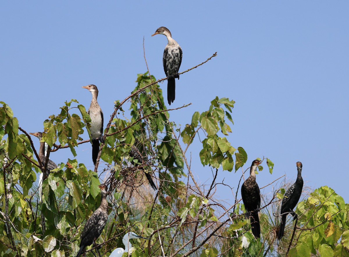 Long-tailed Cormorant - Michele Burnat