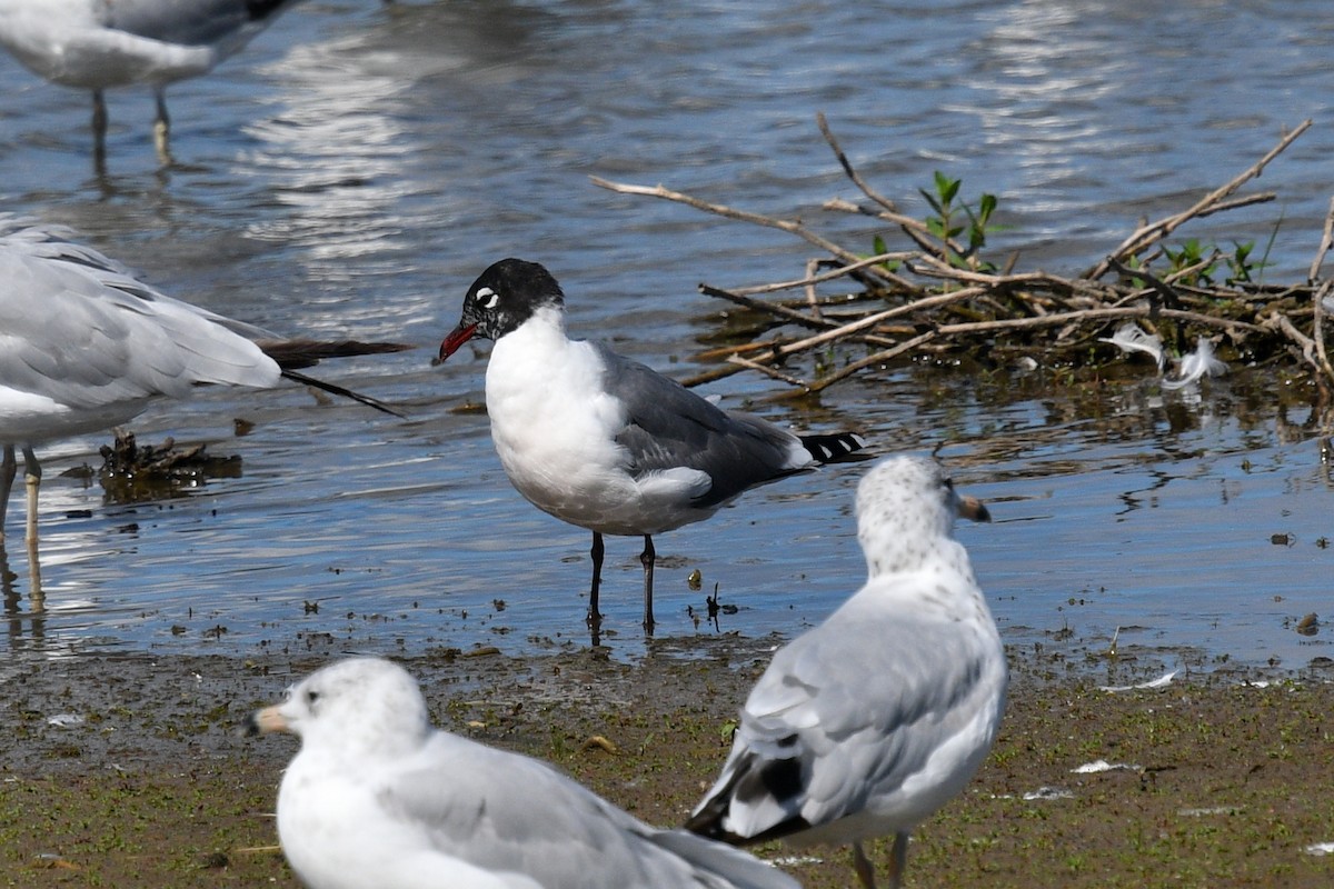 Franklin's Gull - ML620768722