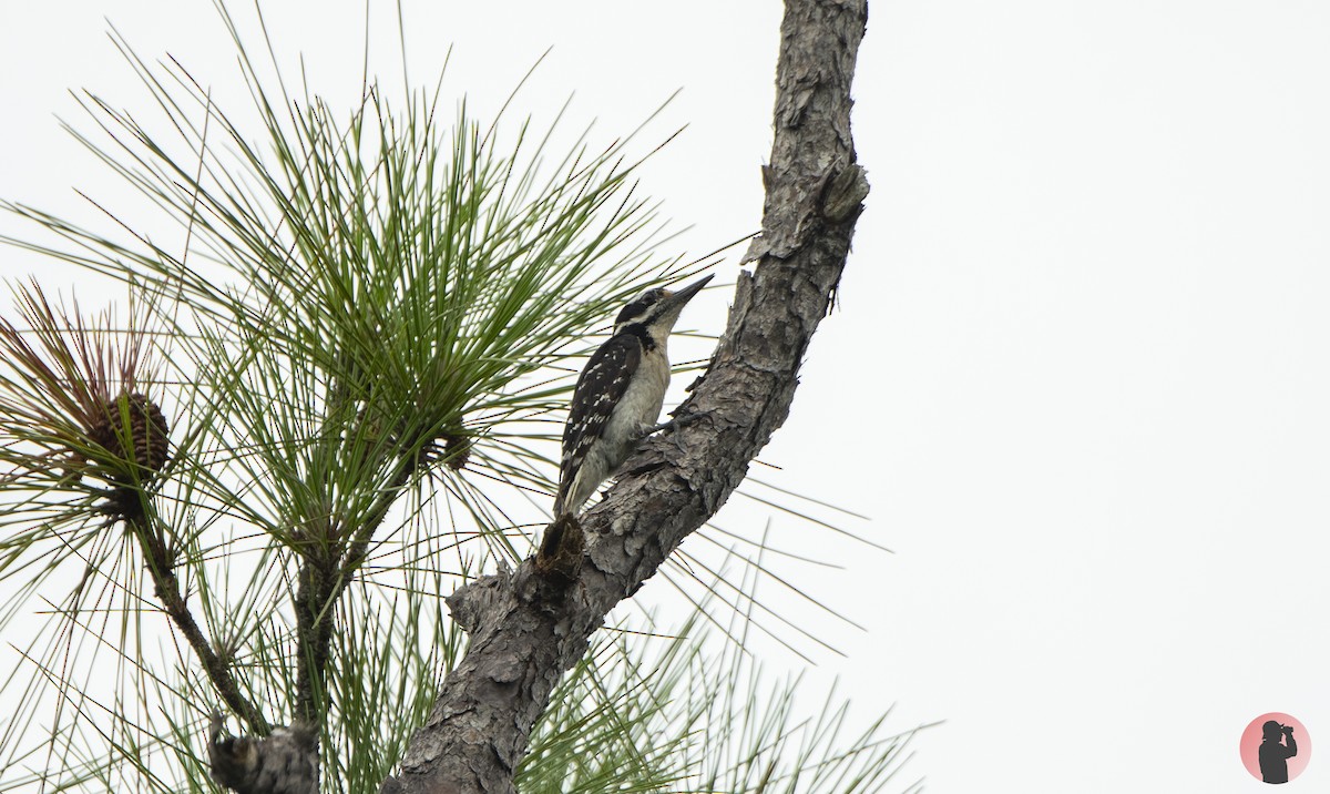 Hairy Woodpecker - ML620768723