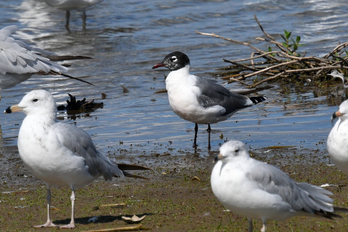 Franklin's Gull - Joel Trick