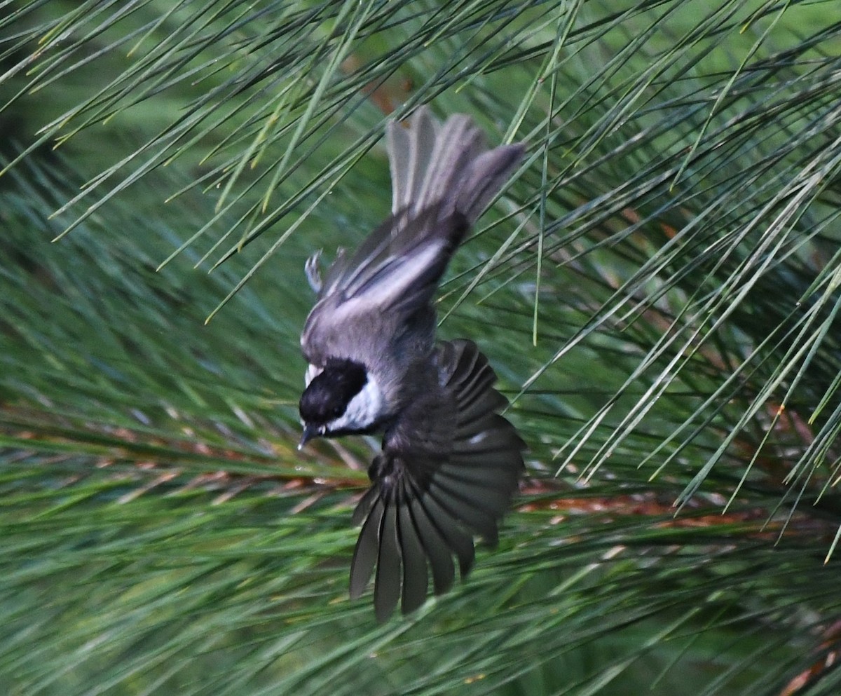 Carolina Chickadee - ML620768725