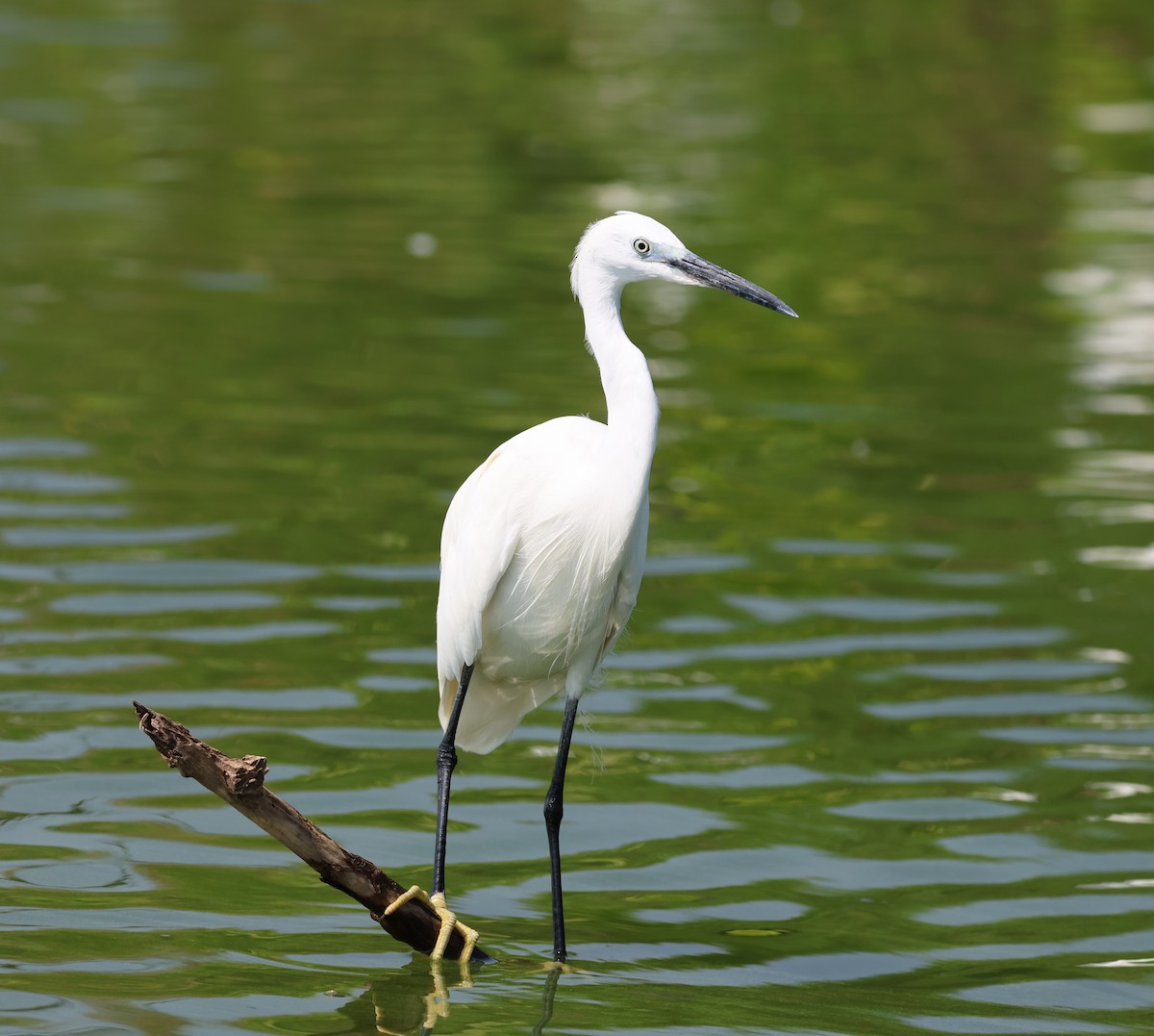 Aigrette garzette - ML620768726