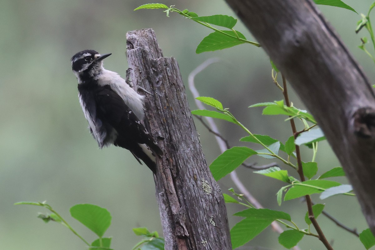 Downy Woodpecker - Tom Forwood JR