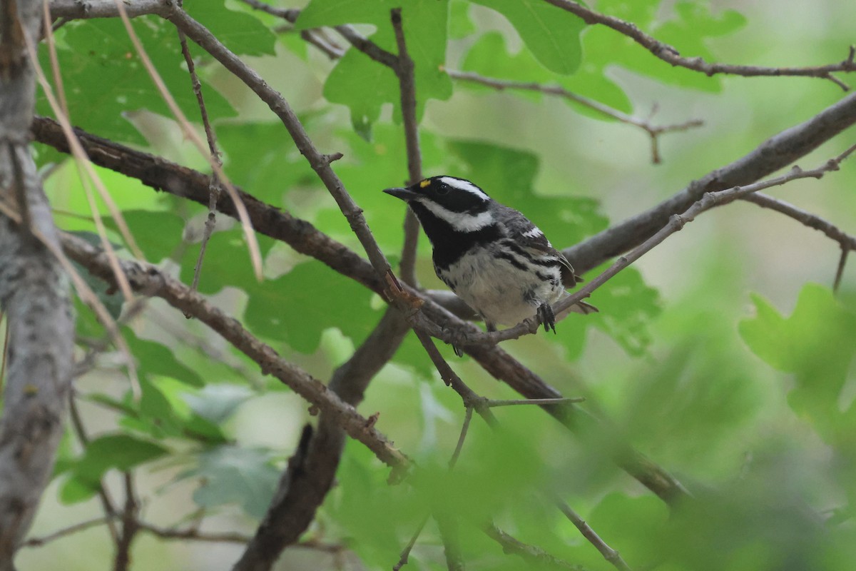 Black-throated Gray Warbler - ML620768734