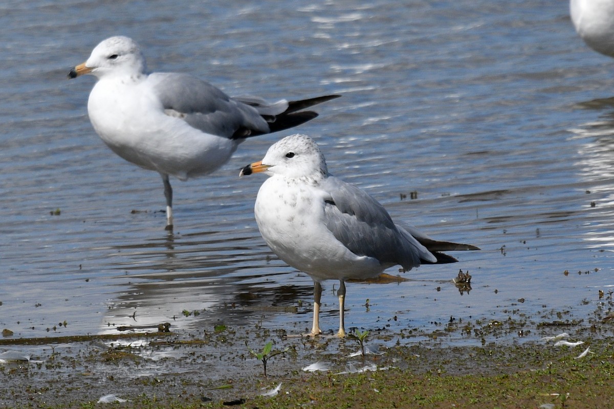 Ring-billed Gull - ML620768735