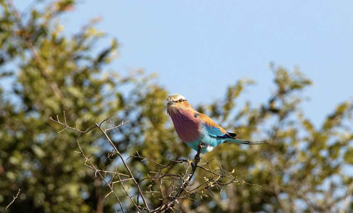 Lilac-breasted Roller - ML620768736