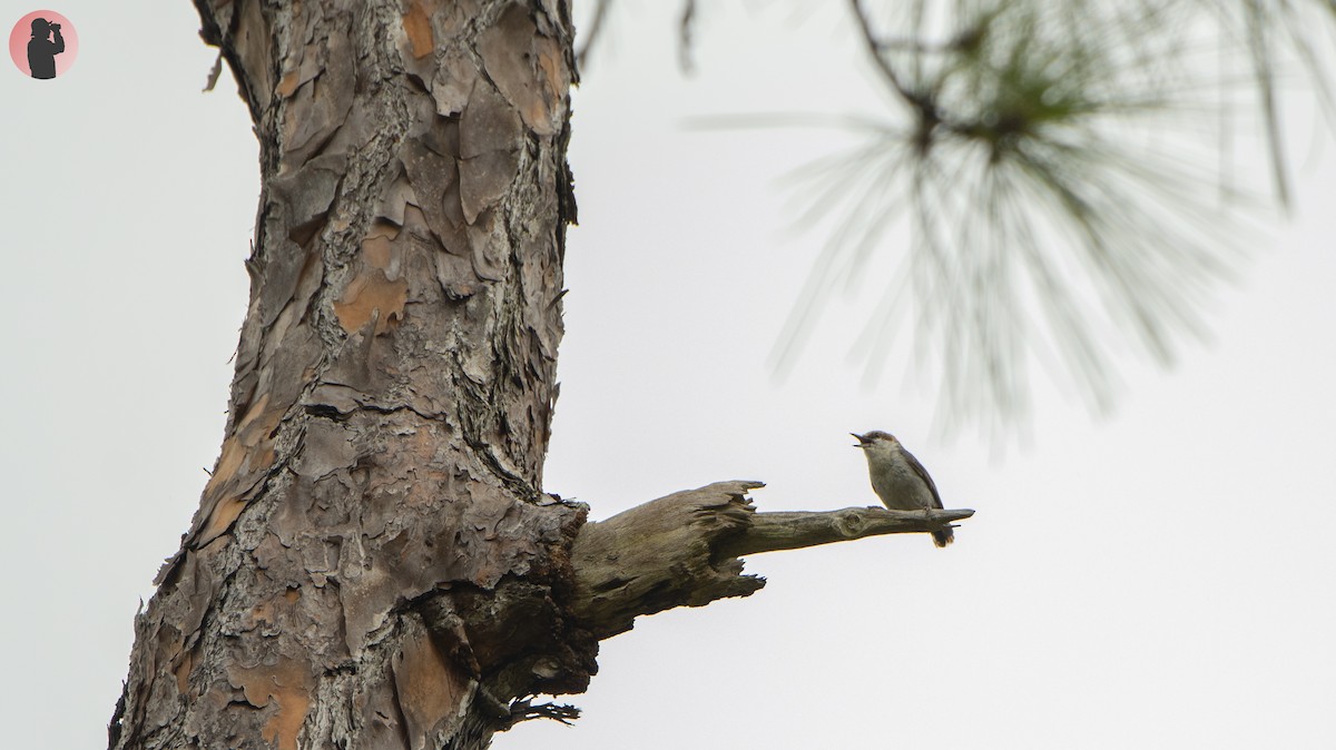 Brown-headed Nuthatch - ML620768737