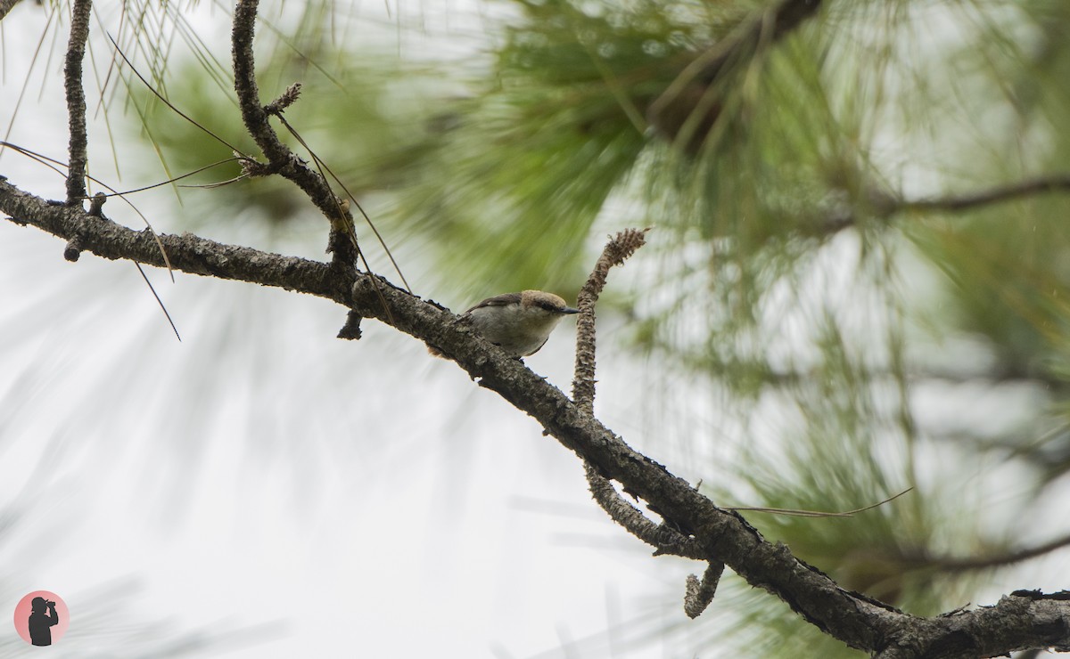 Brown-headed Nuthatch - ML620768738