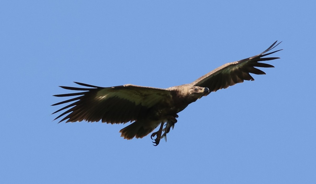 African Fish-Eagle - ML620768739