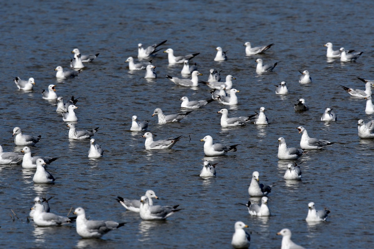 Ring-billed Gull - ML620768740