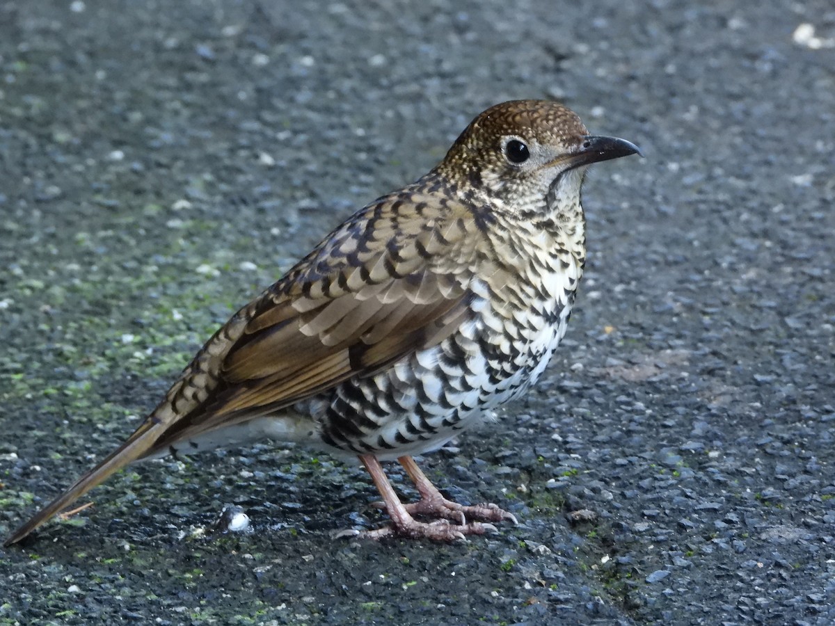 Bassian Thrush - ML620768741