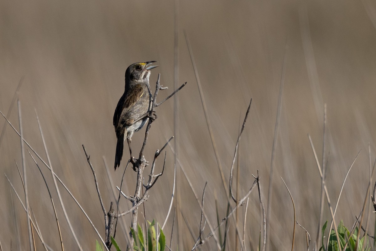 Seaside Sparrow - ML620768742