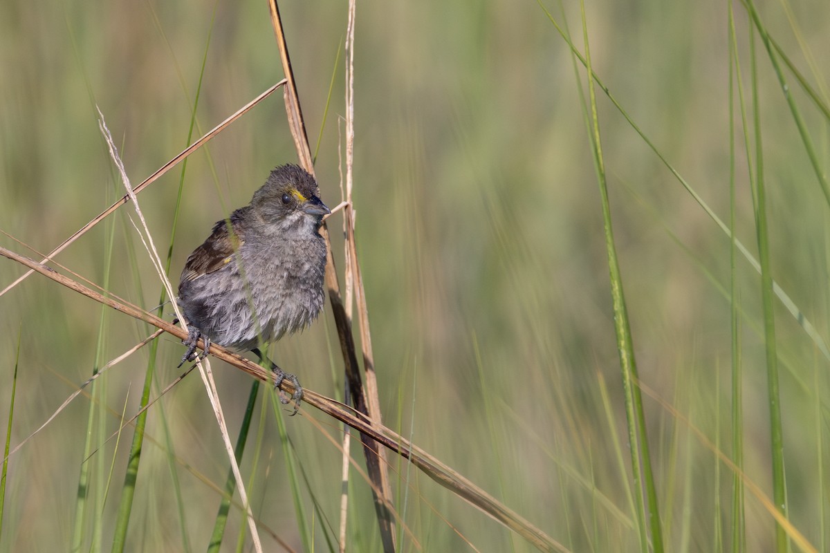 Seaside Sparrow - ML620768743