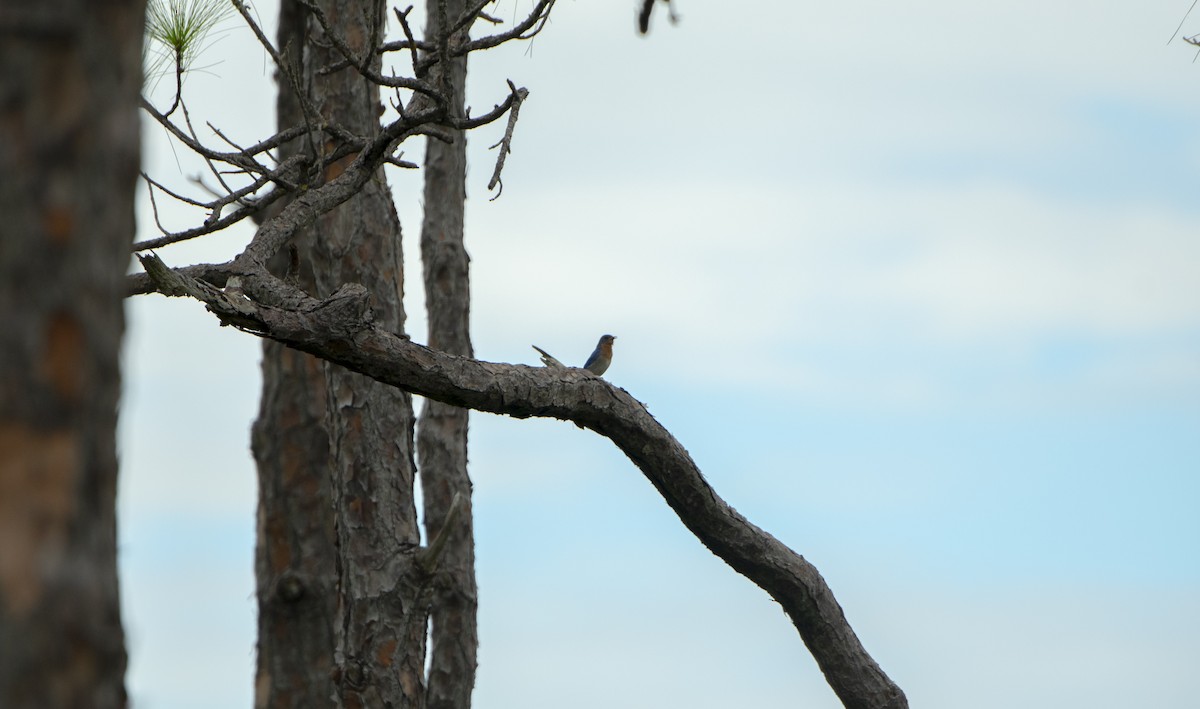 Eastern Bluebird (Eastern) - ML620768745