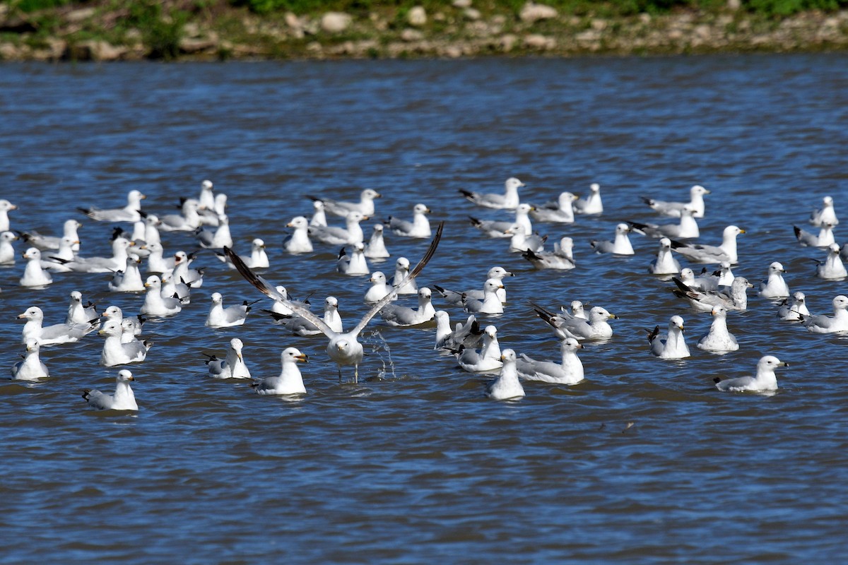 Ring-billed Gull - ML620768747