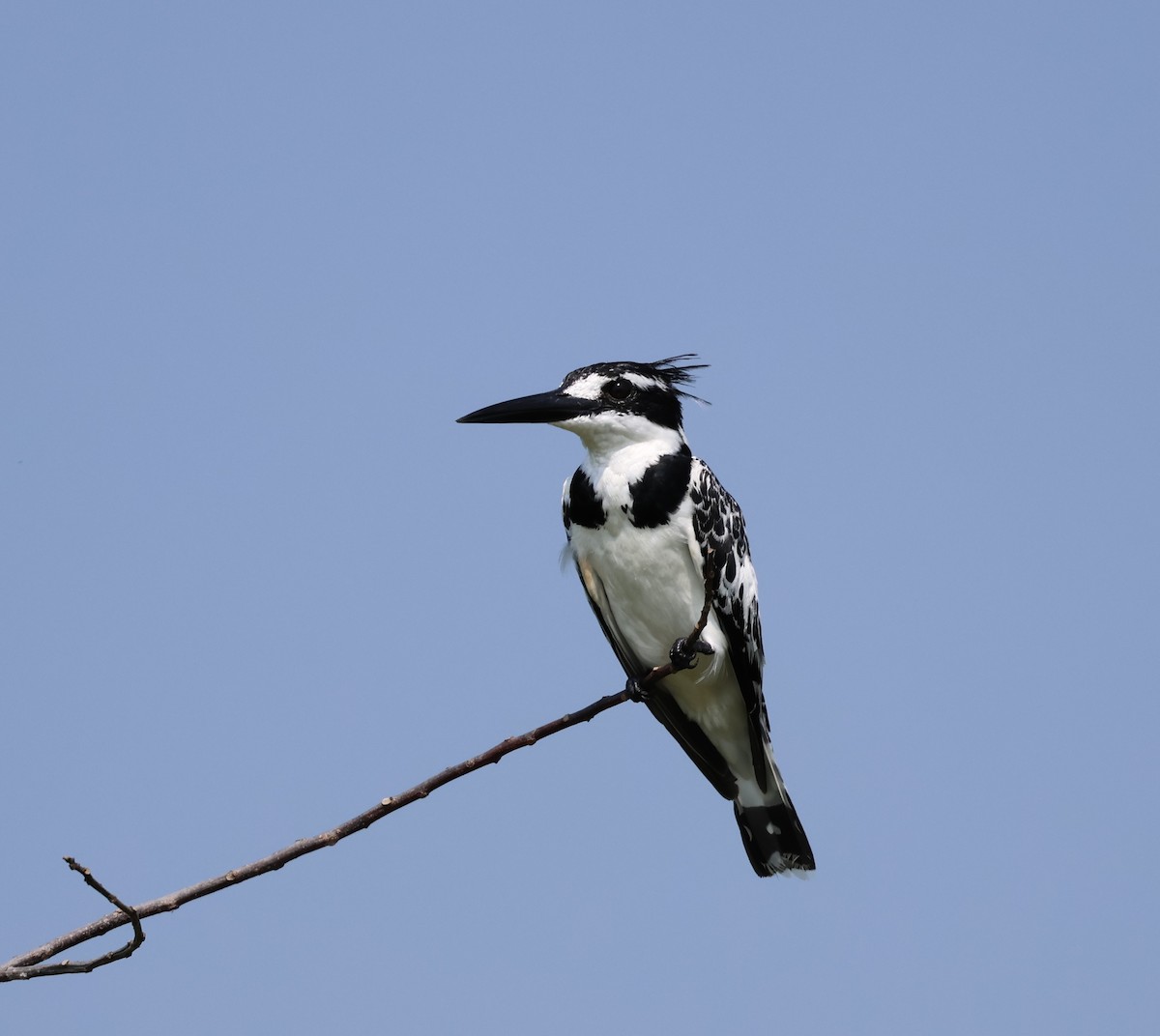 Pied Kingfisher - ML620768748