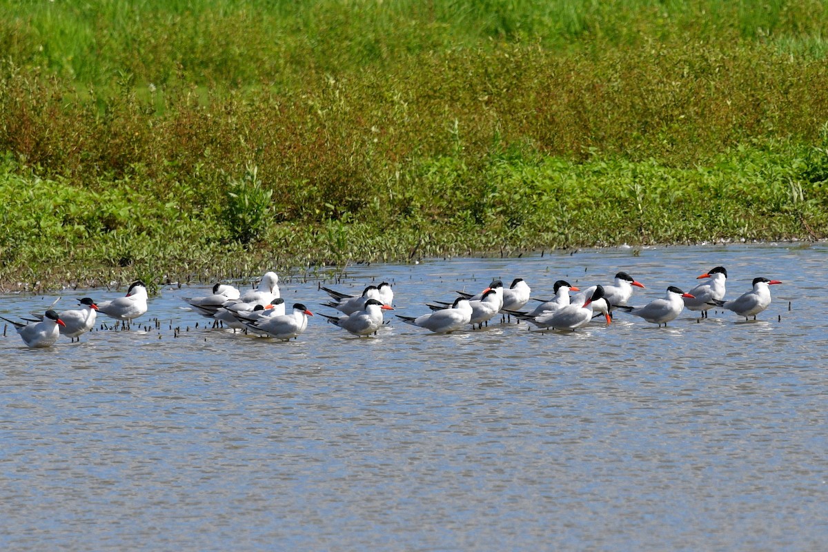 Caspian Tern - Joel Trick