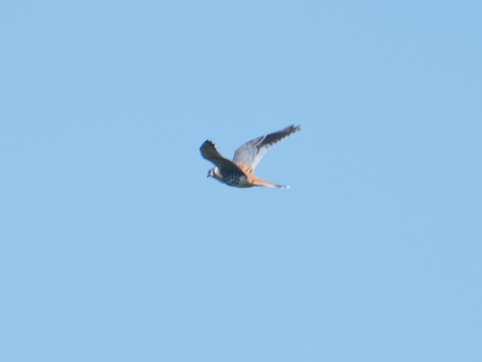 American Kestrel - Michael Rieser