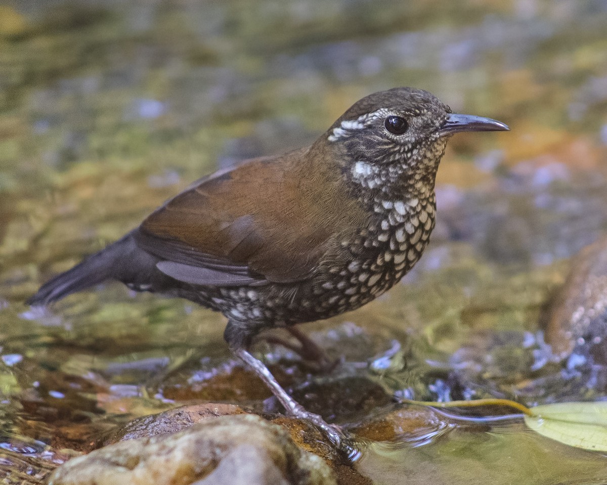 Sharp-tailed Streamcreeper - ML620768761