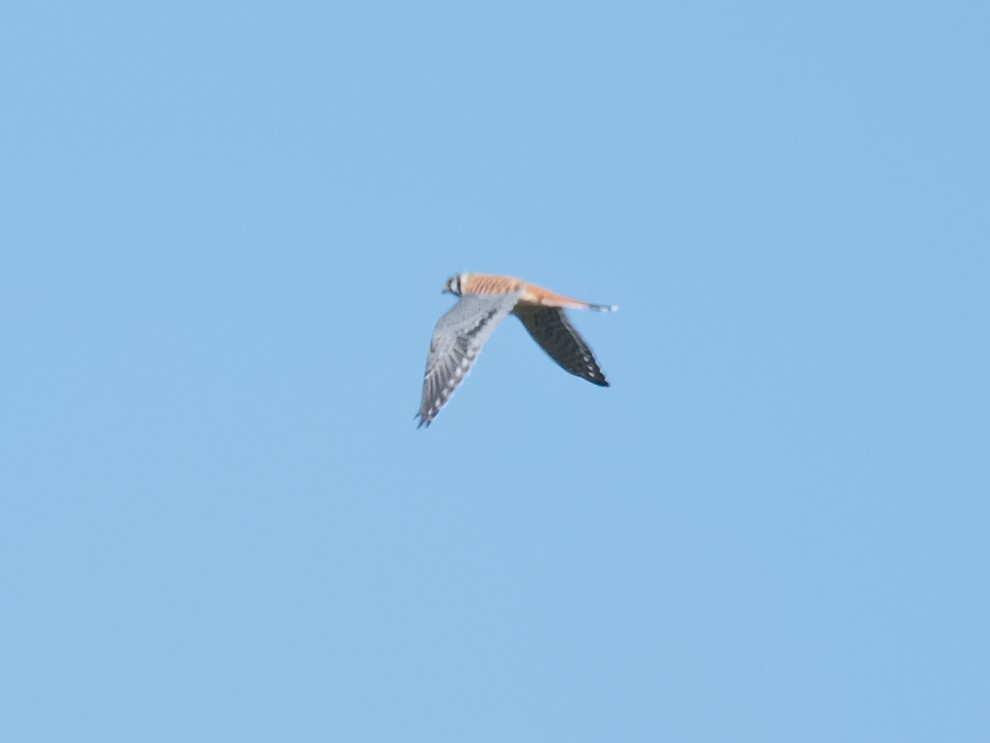 American Kestrel - ML620768762