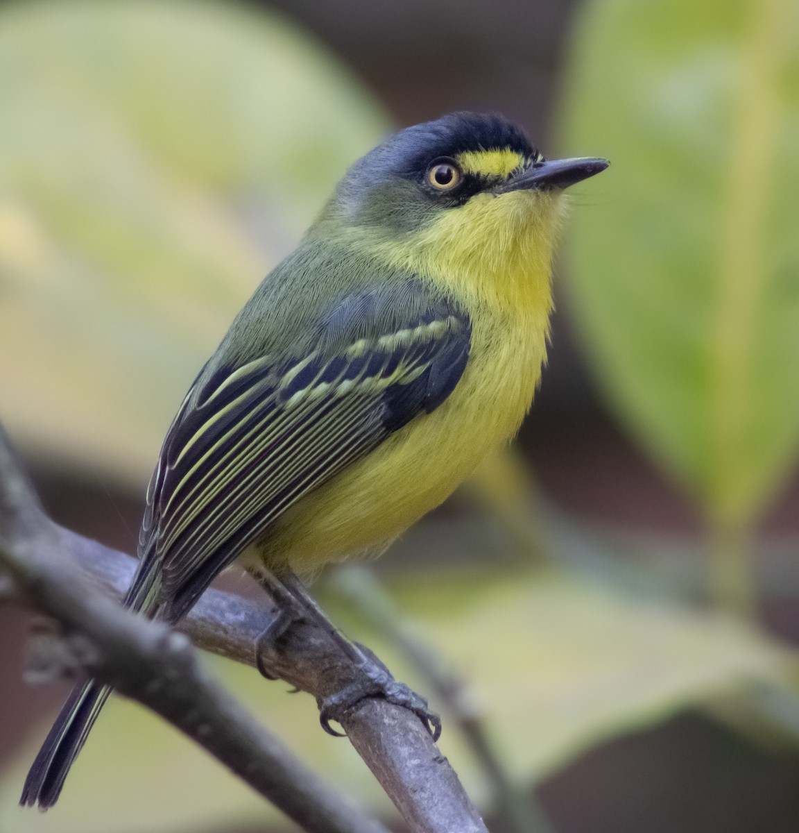 Gray-headed Tody-Flycatcher - ML620768764