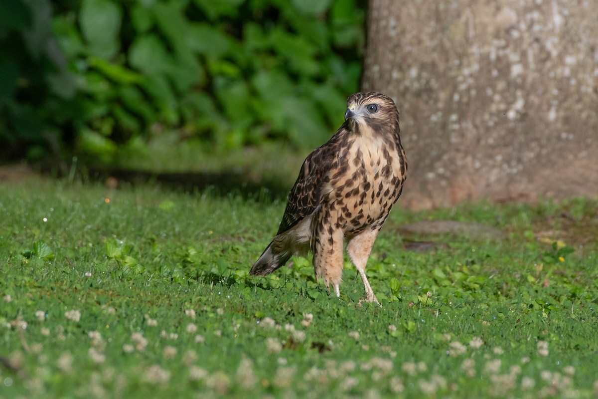 Red-shouldered Hawk - ML620768769