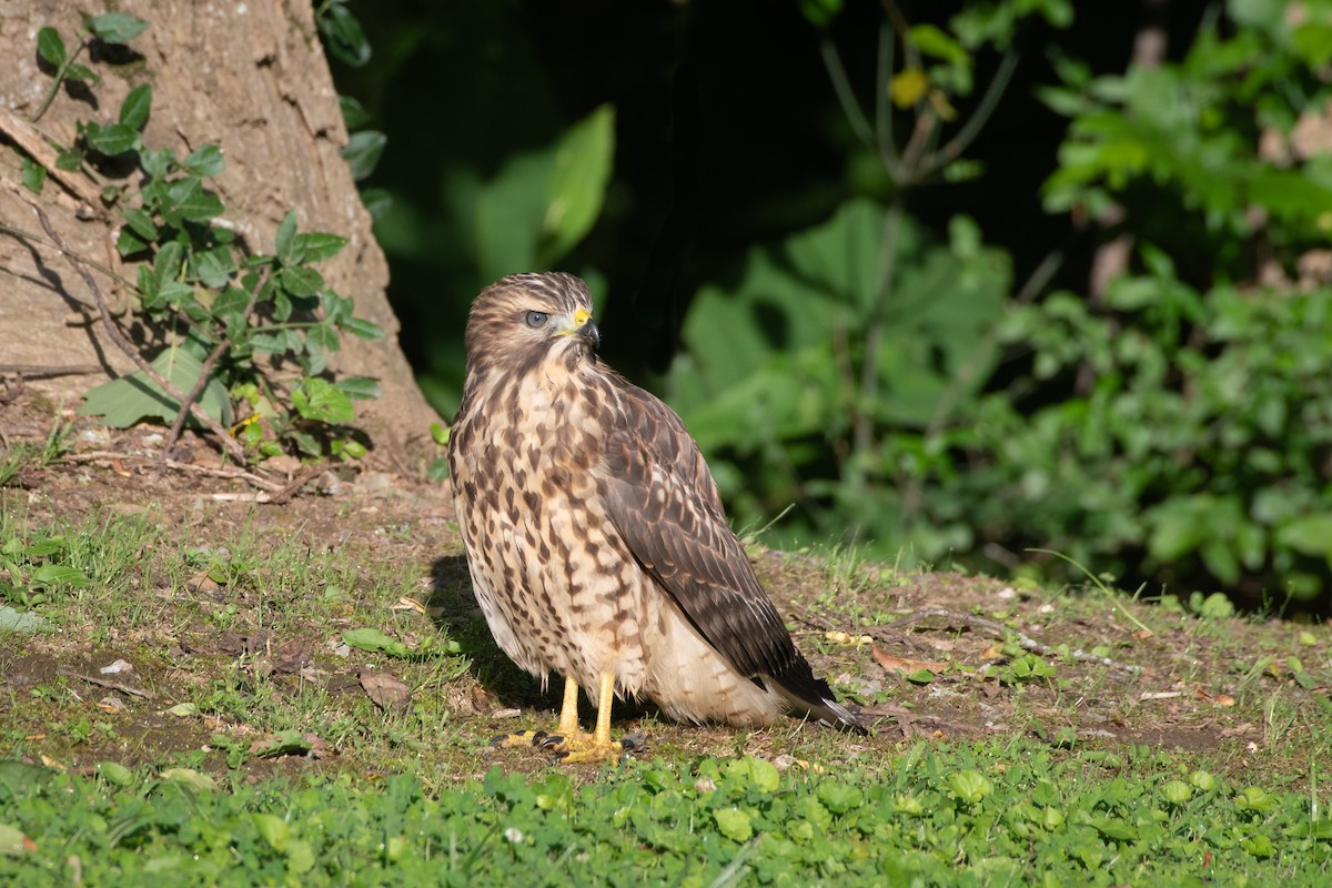 Rotschulterbussard - ML620768770