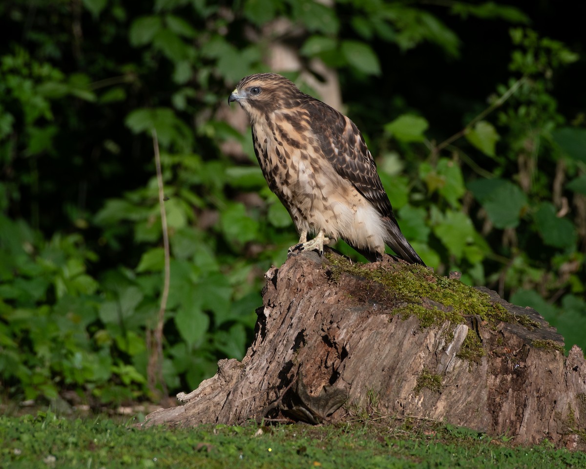 Red-shouldered Hawk - ML620768771