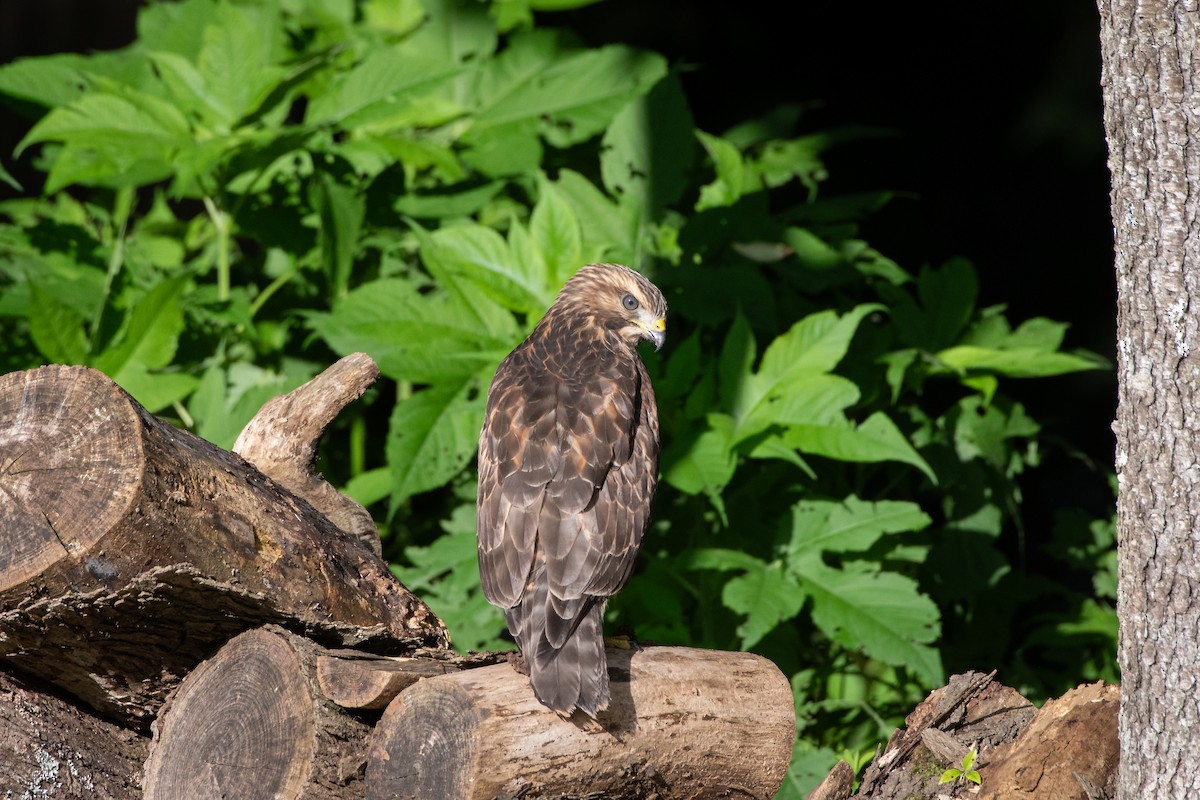 Red-shouldered Hawk - ML620768772