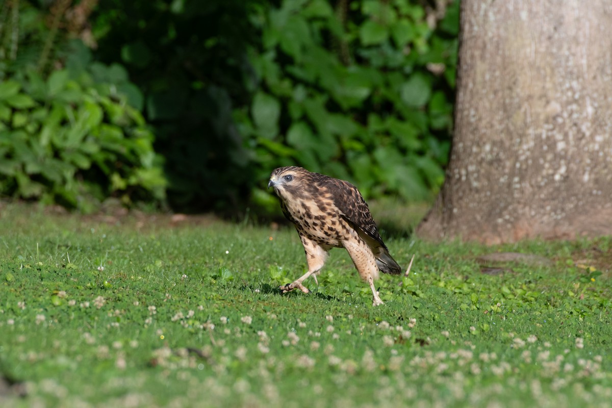 Red-shouldered Hawk - ML620768773