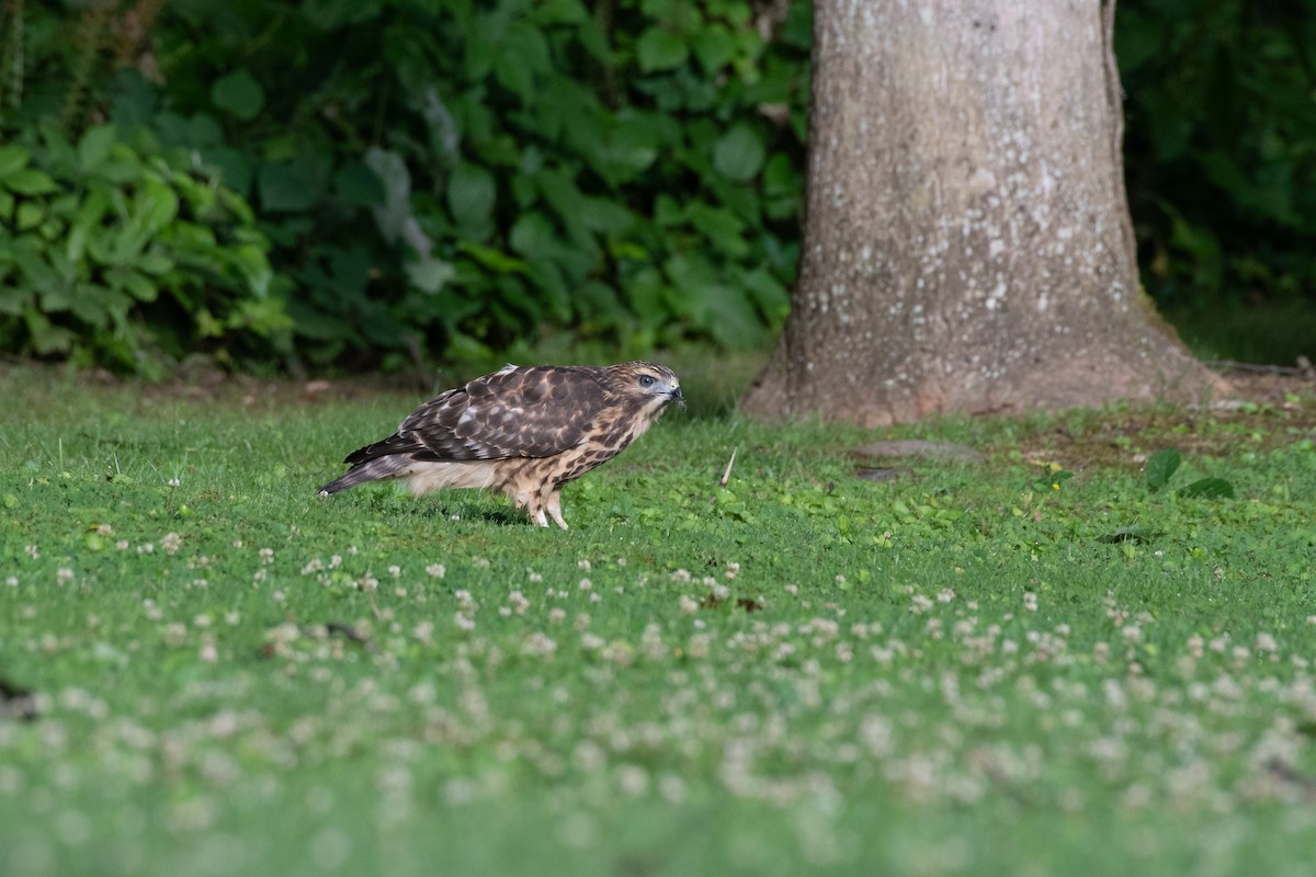 Red-shouldered Hawk - ML620768774