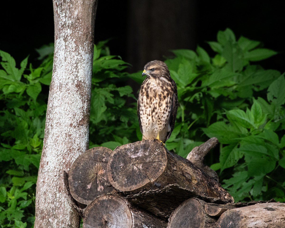 Red-shouldered Hawk - ML620768775