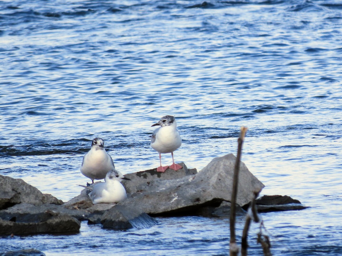 Bonaparte's Gull - ML620768777