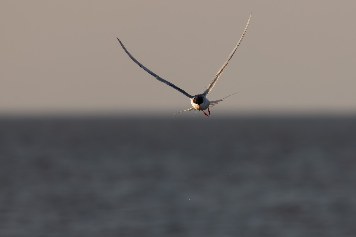 Forster's Tern - ML620768780