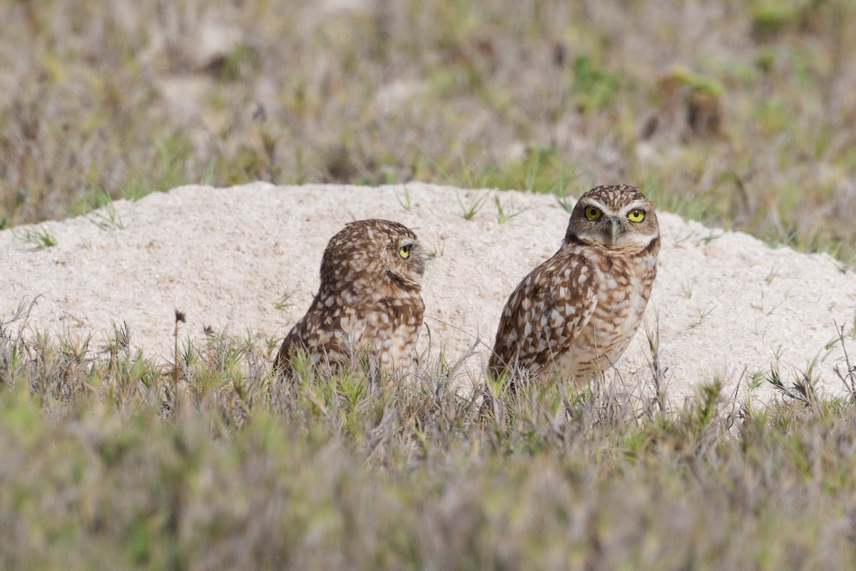 Burrowing Owl - ML620768781